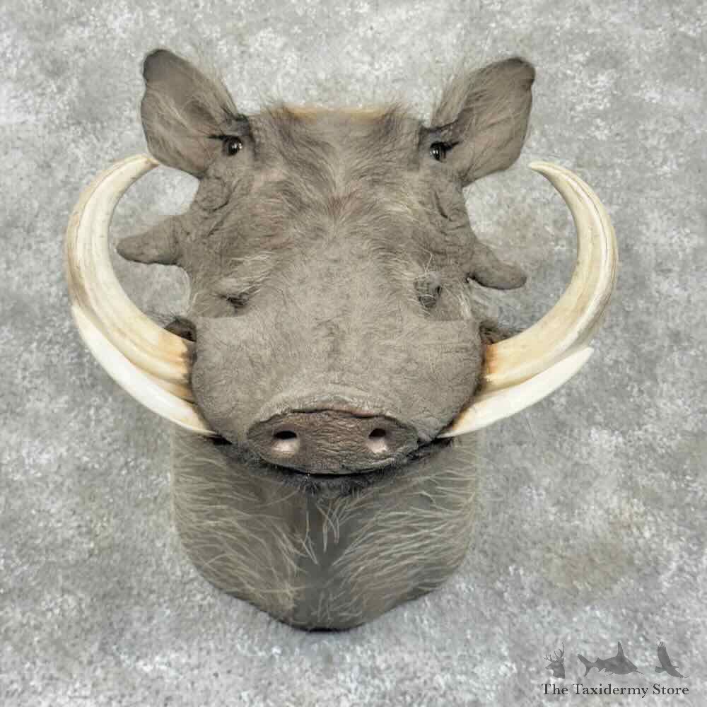 African Warthog Shoulder Mount For Sale #30376 @ The Taxidermy Store