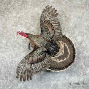 Goulds Turkey Bird Mount For Sale #30871 @ The Taxidermy Store