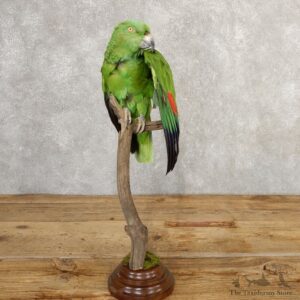 Yellow-Naped Parrot Taxidermy Bird Mount #20766 For Sale @ The Taxidermy Store