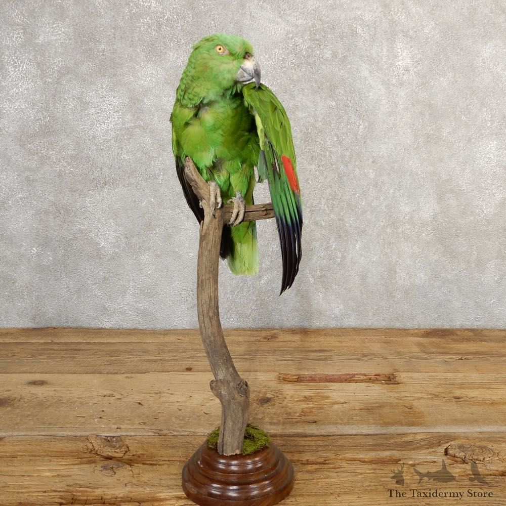 Yellow-Naped Parrot Taxidermy Bird Mount #20766 For Sale @ The Taxidermy Store