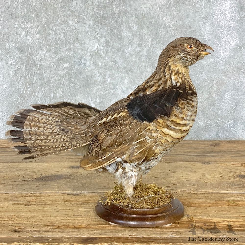 Ruffed Grouse Bird Mount For Sale #22328 @ The Taxidermy Store