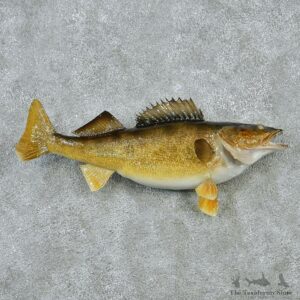 Walleye Pike Taxidermy Fish Mount M1 #12830 For Sale @ The Taxidermy Store