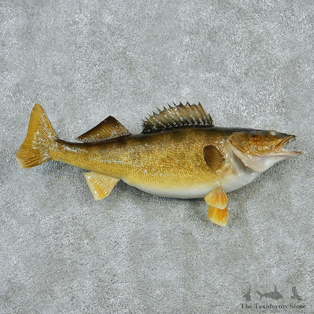 Walleye Pike Taxidermy Fish Mount M1 #12830 For Sale @ The Taxidermy Store