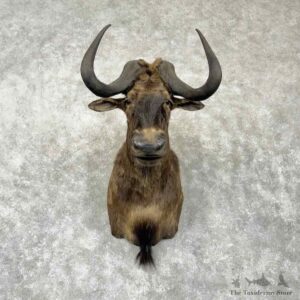 Black Wildebeest Shoulder Mount For Sale #30374 @ The Taxidermy Store
