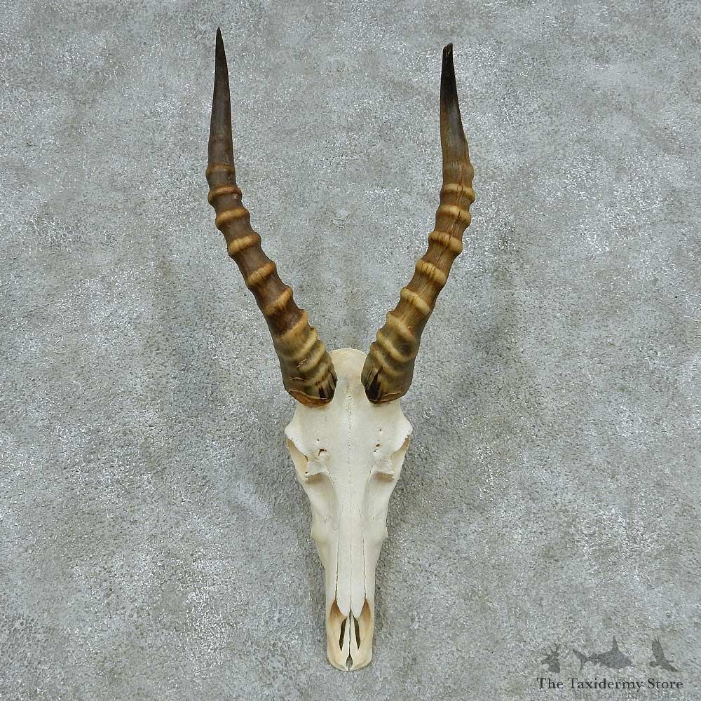 Blesbok Skull Horns European Mount #13648 For Sale @ The Taxidermy Store