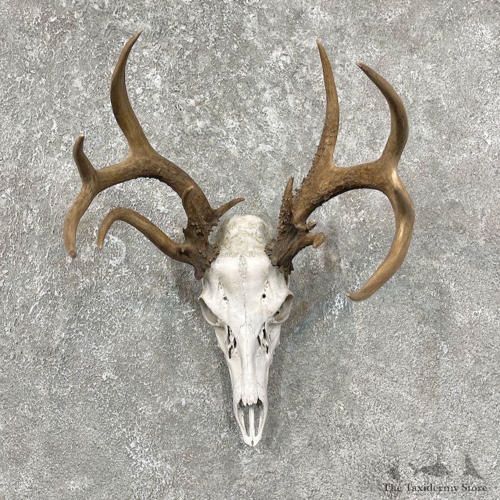 Whitetail Deer Skull European Mount For Sale #25607 @ The Taxidermy Store