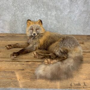 Cross Fox Life-Size Taxidermy Mount #23495 For Sale @ The Taxidermy Store