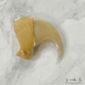 Mountain Lion Cougar Taxidermy Authentic Claw #24906 For Sale @ The Taxidermy Store