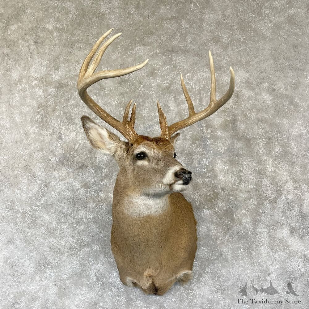 Whitetail Deer Shoulder Mount For Sale #28151 - The Taxidermy Store