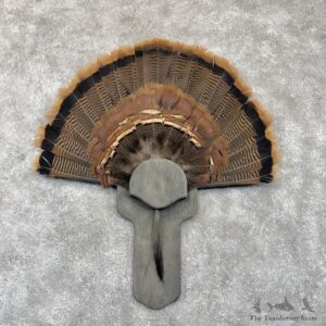 Eastern Wild Turkey Fan For Sale #30267 @ The Taxidermy Store