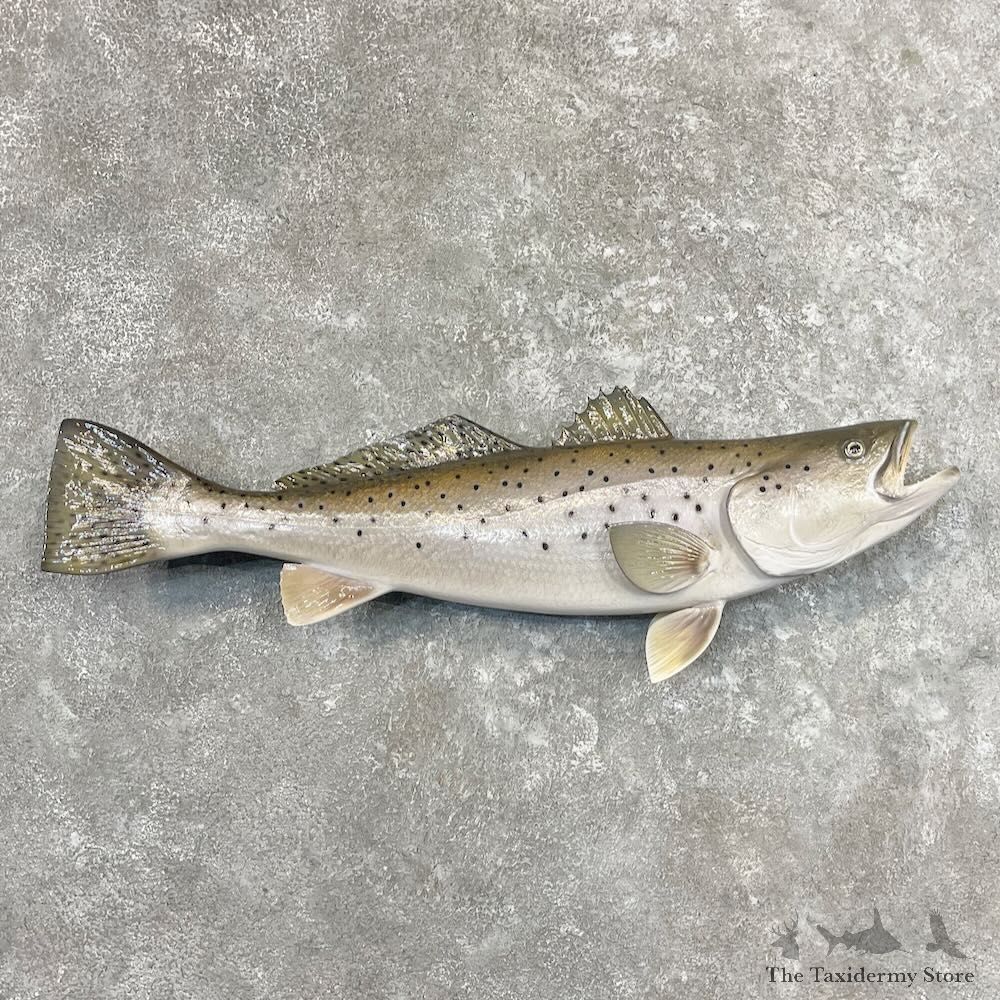 Sea Trout Fish Mount For Sale #27705 @ The Taxidermy Store