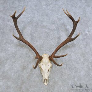 European Red Deer Skull Antler Mount For Sale #14428 @ The Taxidermy Store