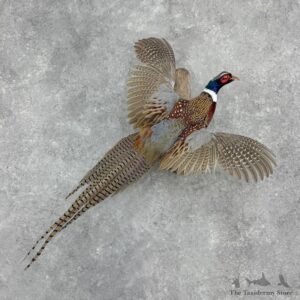 Ringneck Pheasant Bird Mount For Sale #32414 @ The Taxidermy Store