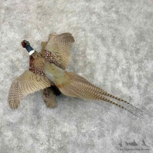 Ringneck Pheasant Bird Mount For Sale #31577 @ The Taxidermy Store