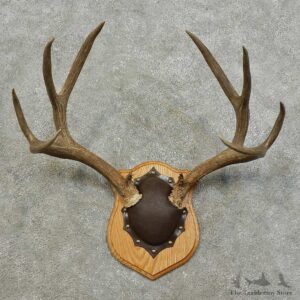 Mule Deer Antler Plaque For Sale #15989 @ The Taxidermy Store