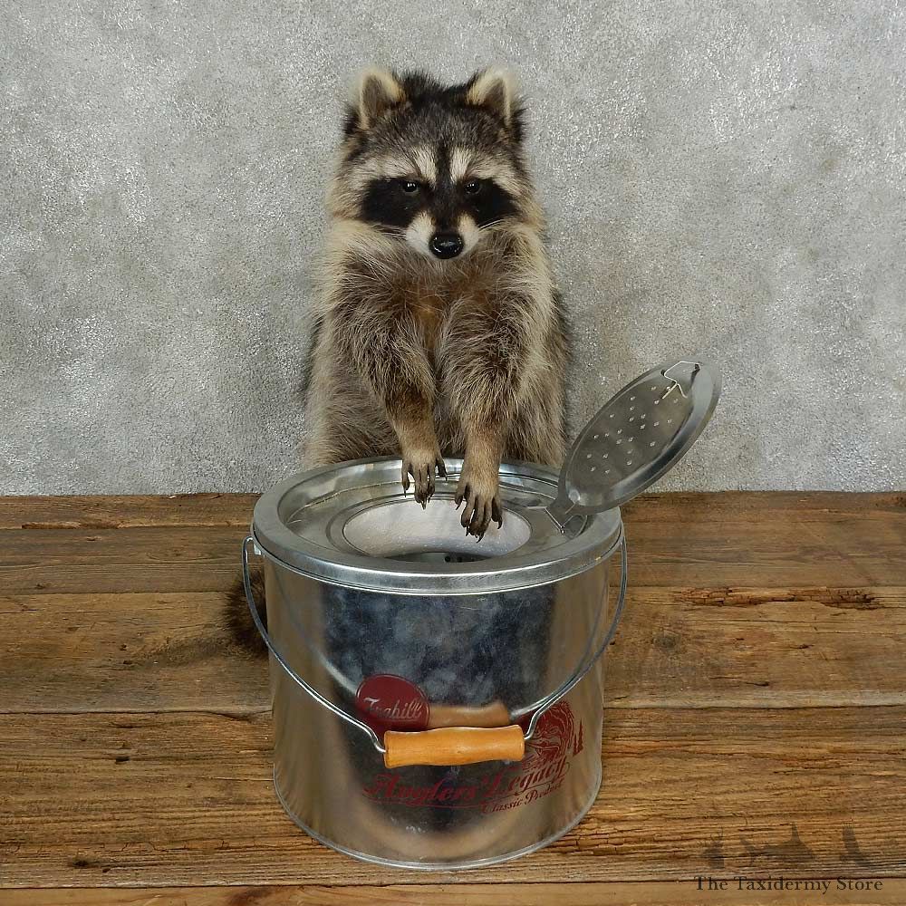Raccoon Life-Size Mount For Sale #16843 @ The Taxidermy Store