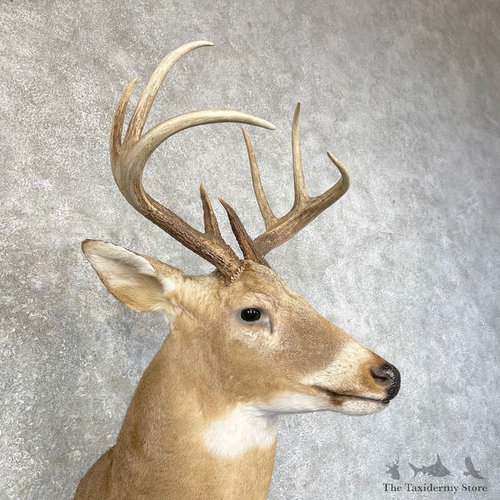 Whitetail Deer Shoulder Mount #24598 For Sale - The Taxidermy Store