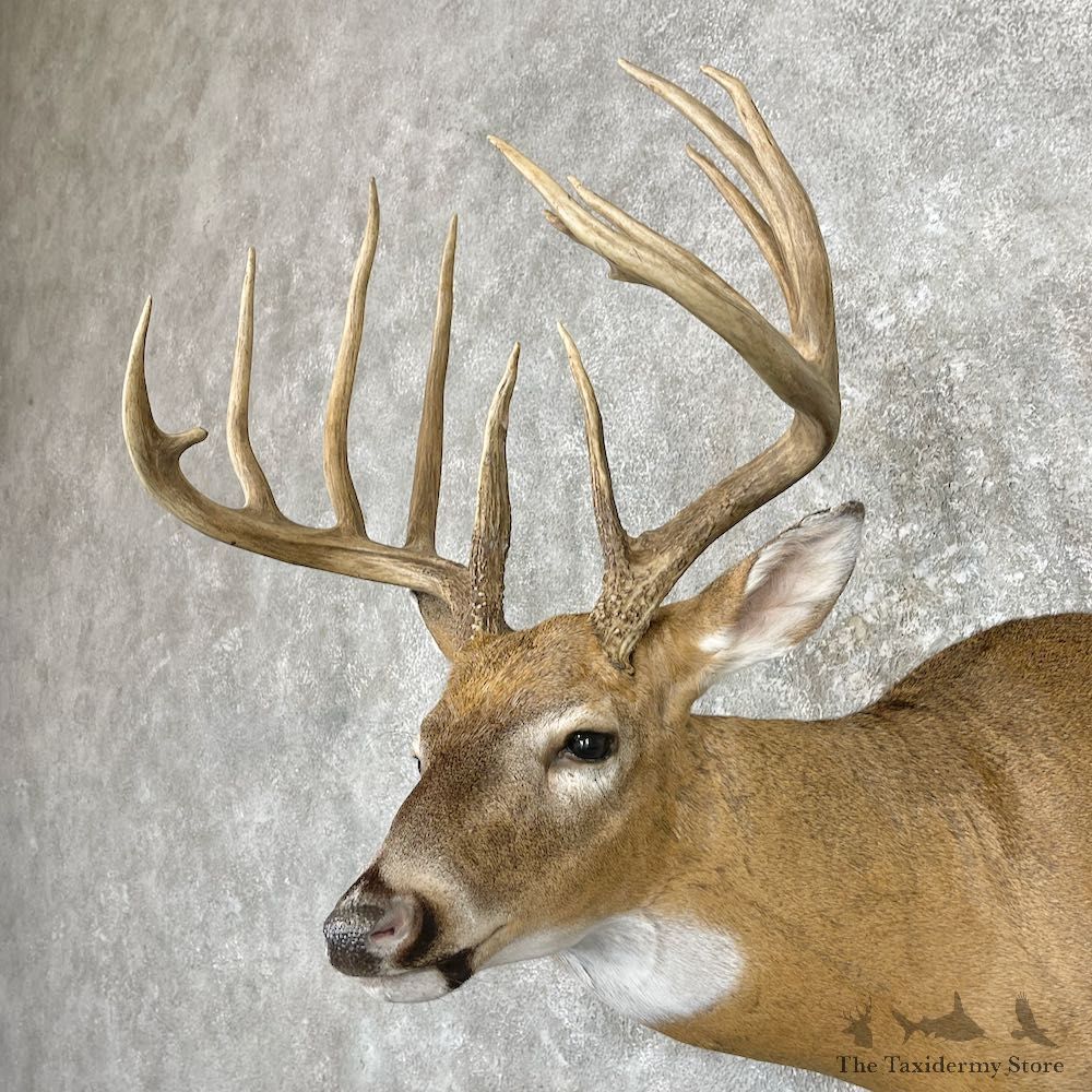 Whitetail Deer Shoulder Mount For Sale #26911 @ The Taxidermy Store