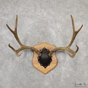 Mule Deer Taxidermy Antler Plaque #19112 For Sale @ The Taxidermy Store
