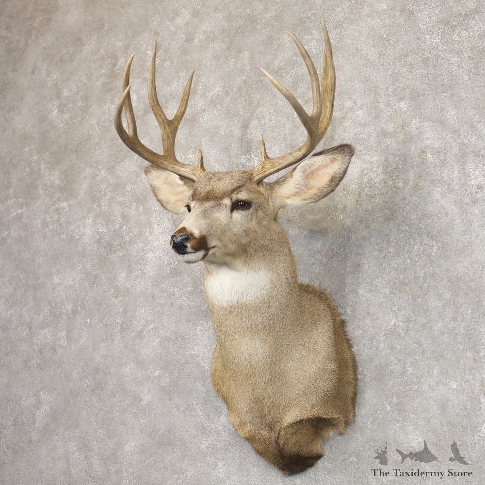 Mule Deer Shoulder Mount For Sale #22194 @ The Taxidermy Store