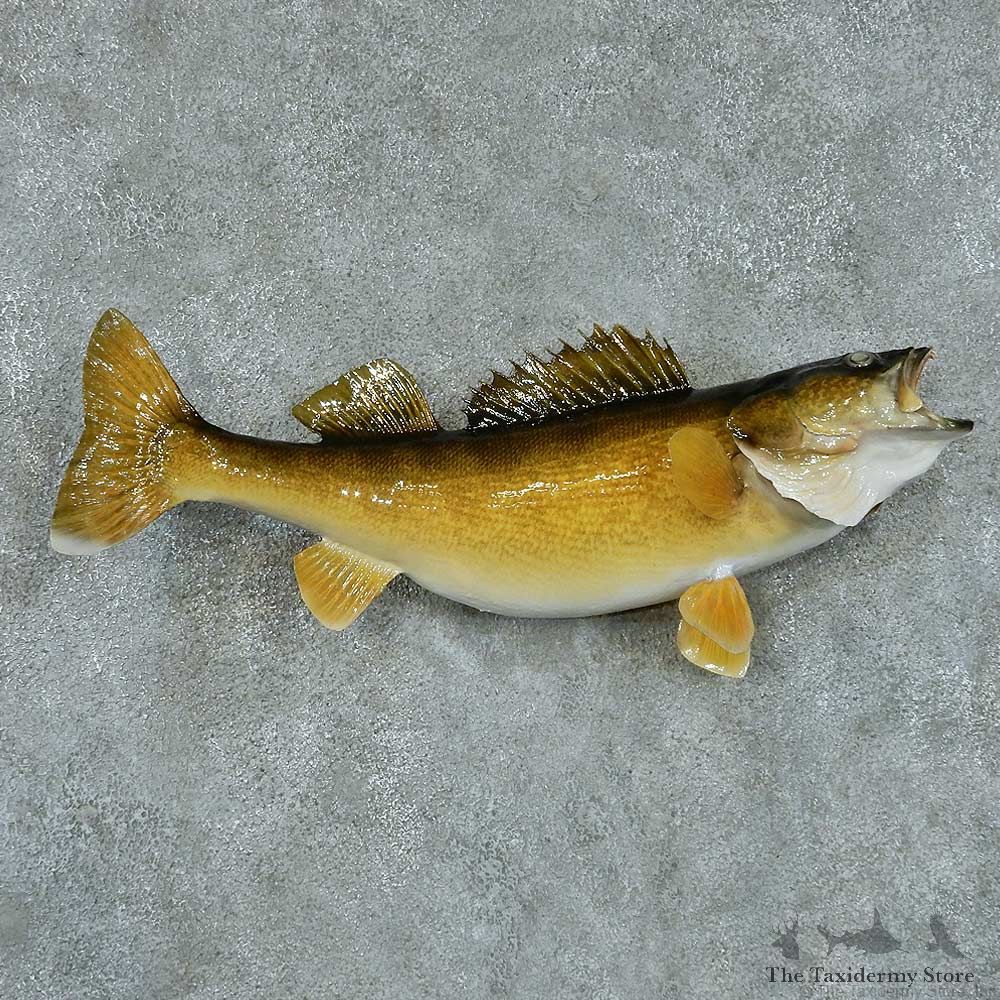 Walleye Pike Taxidermy Fish Mount #13411 For Sale @ The Taxidermy Store
