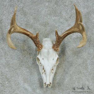 Whitetail Deer Skull & Horns European Taxidermy Mount #13247 Sale @ The Taxidermy Store