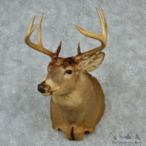 Whitetail Deer Taxidermy Shoulder Mount #13157 For Sale @ The Taxidermy Store