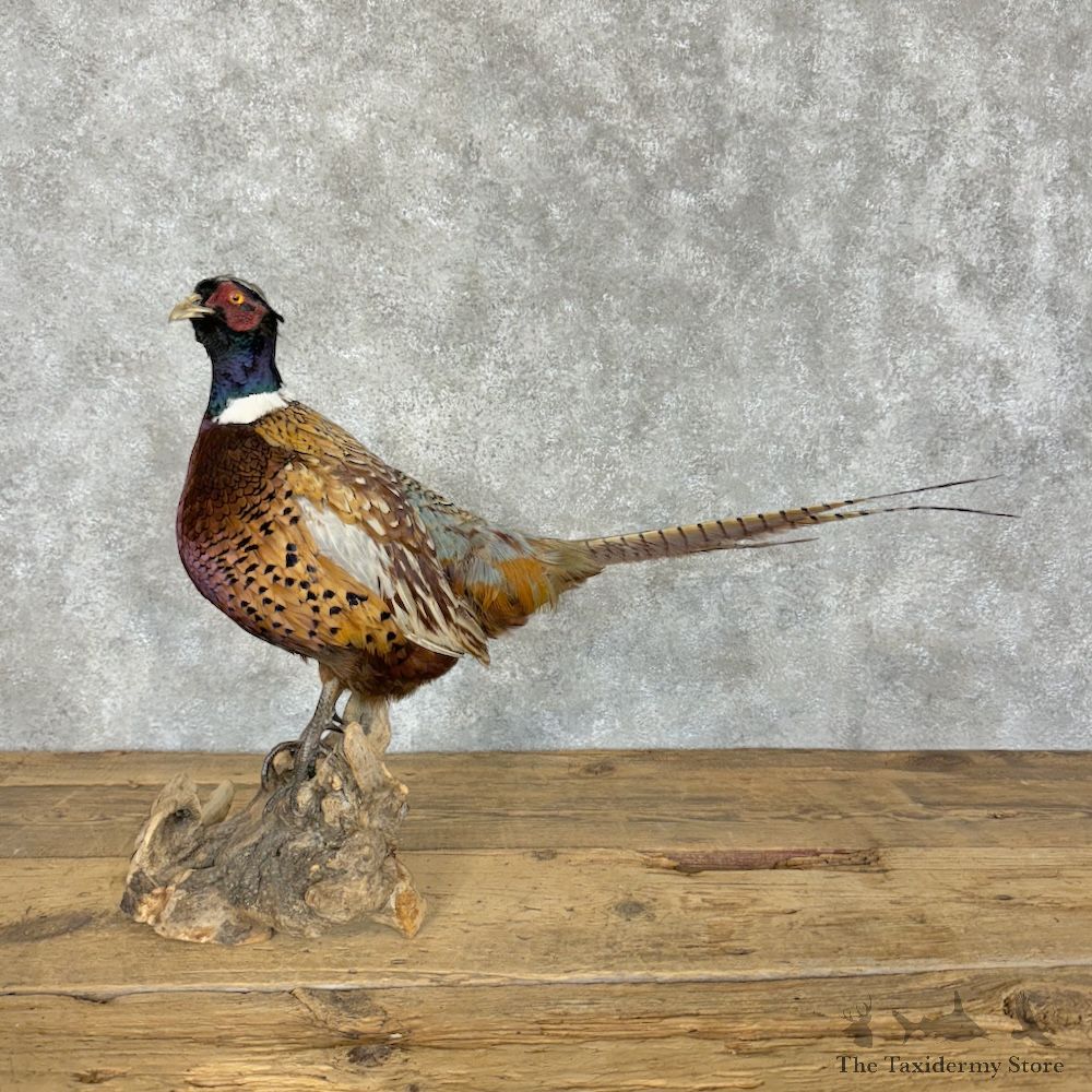 Ringneck Pheasant Bird Mount For Sale #29833 @ The Taxidermy Store