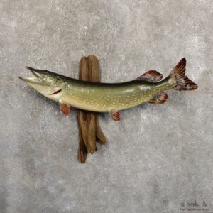 Northern Pike Fish Taxidermy Mount For Sale #19706 @ The Taxidermy Store
