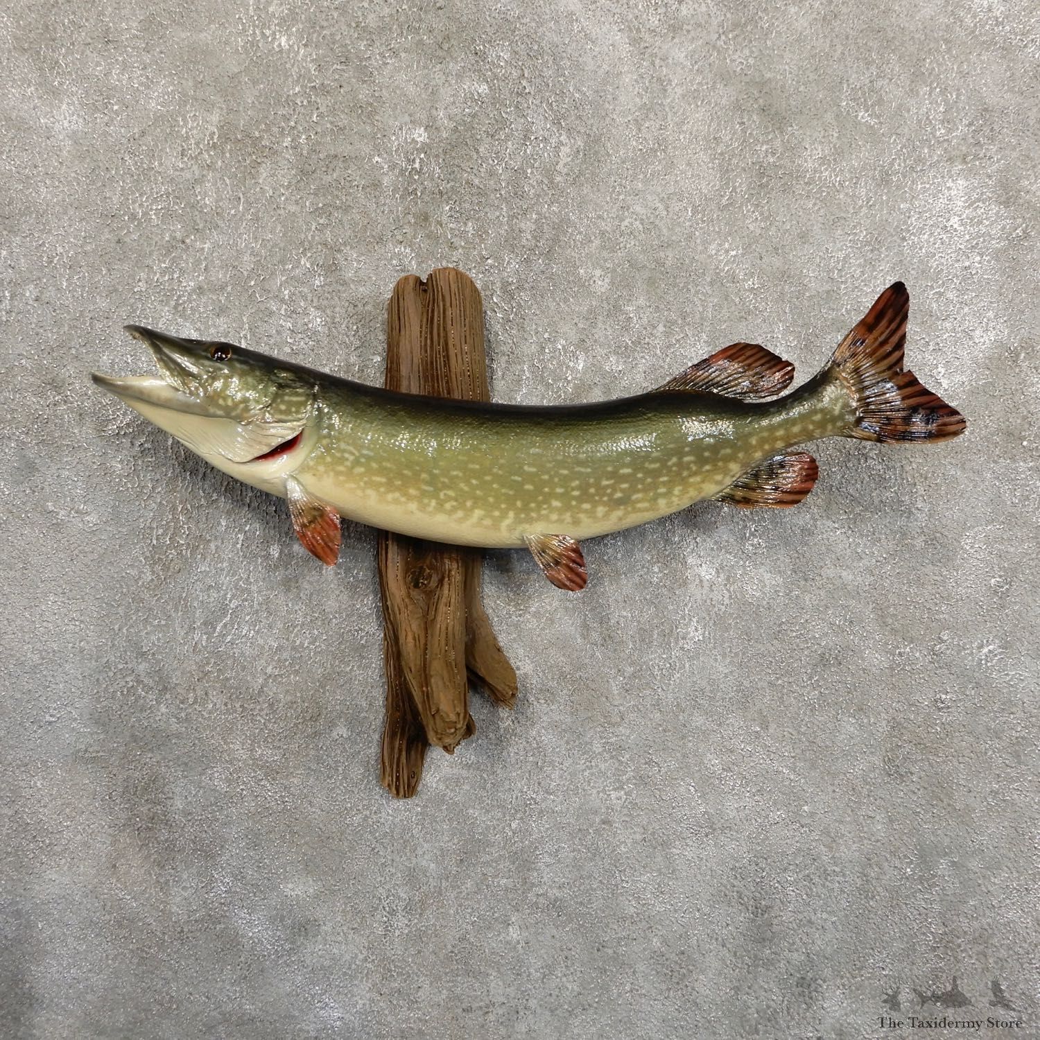 Northern Pike Fish Taxidermy Mount For Sale #19706 @ The Taxidermy Store