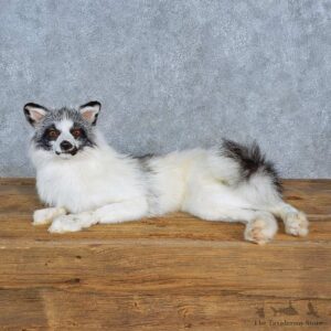 Arctic Marble Fox Mount For Sale #15416 @ The Taxidermy Store