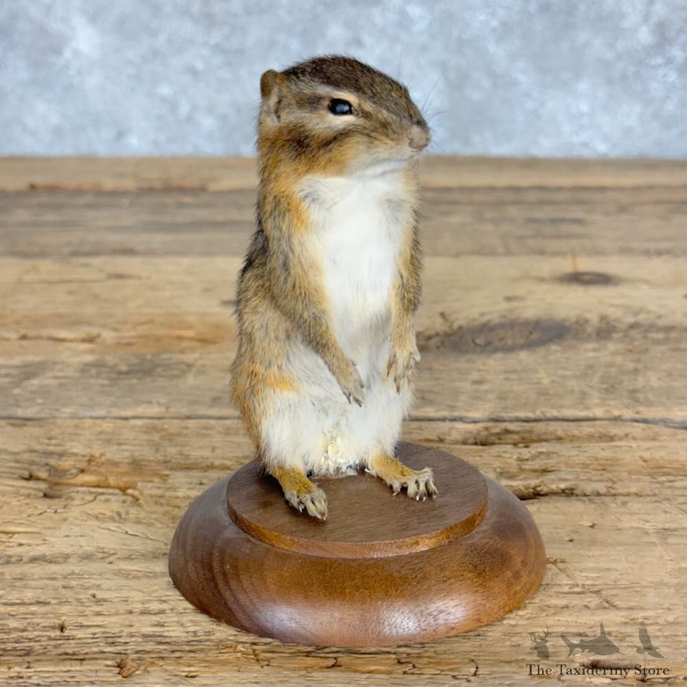 Chipmunk Life-Size Mount For Sale #28943 @ The Taxidermy Store