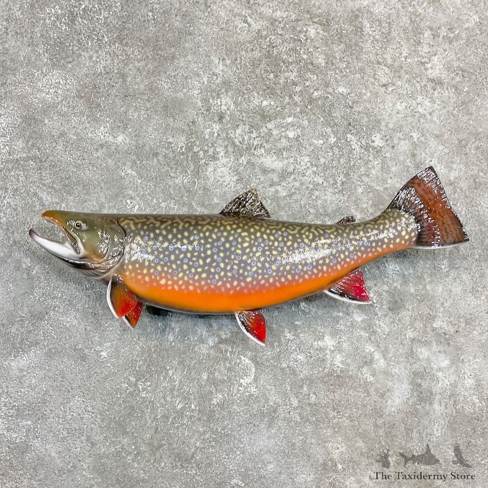 Brook Trout Fish Mount For Sale #27256 @ The Taxidermy Store