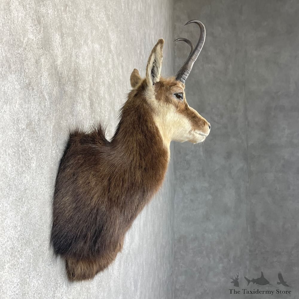 South Pacific Chamois Shoulder Mount For Sale #28264 @ The Taxidermy Store
