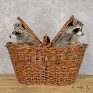 Basket Raccoons Novelty Mount For Sale #22599 @ The Taxidermy Store