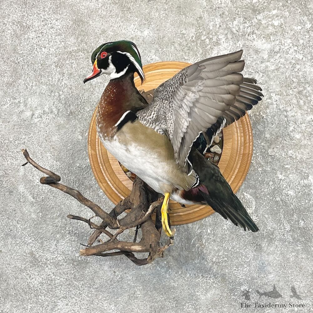 Wood Duck Bird Mount For Sale #27628 @ The Taxidermy Store