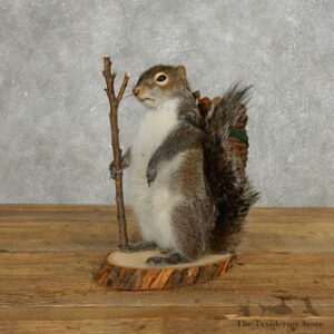Hiking Squirrel Novelty Mount For Sale #17718 @ The Taxidermy Store
