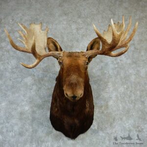 Canadian Moose Shoulder Taxidermy Mount #13284 For Sale @ The Taxidermy Store