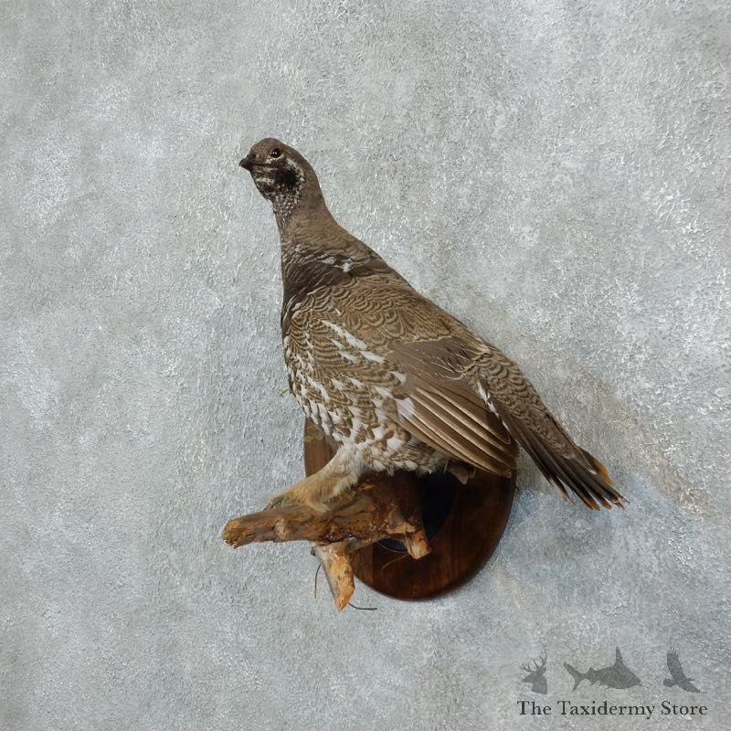 Spruce Grouse Hen Mount For Sale #18258 @ The Taxidermy Store