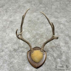 Mule Deer Antler Plaque Mount For Sale #31677 @ The Taxidermy Store