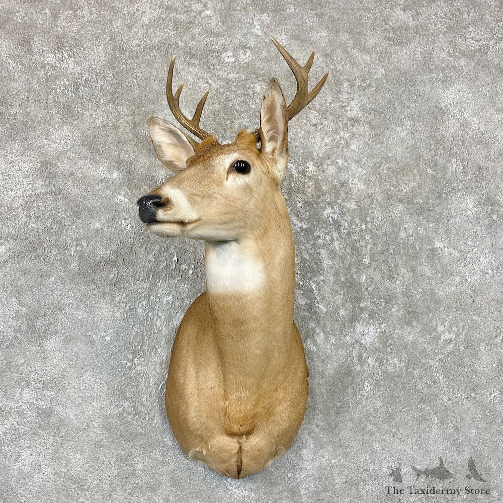 Whitetail Deer Shoulder Mount For Sale #26716 - The Taxidermy Store