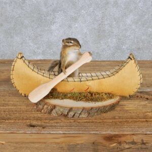 Novelty Canoe Chipmunk Mount For Sale #14992 @ The Taxidermy Store