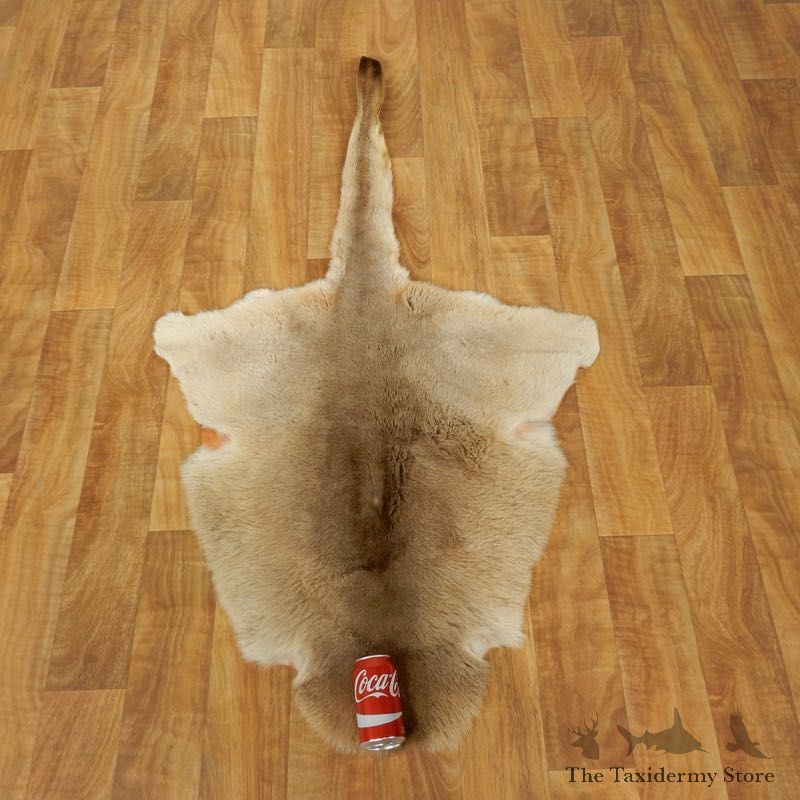 Kangaroo Hide Taxidermy Tanned Skin For Sale #17460 @ The Taxidermy Store