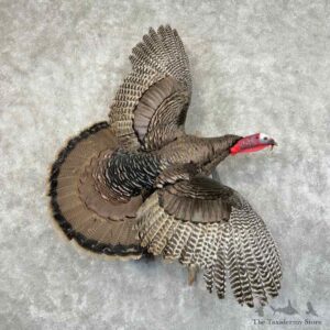 Eastern Turkey Bird Mount For Sale #31188 @ The Taxidermy Store