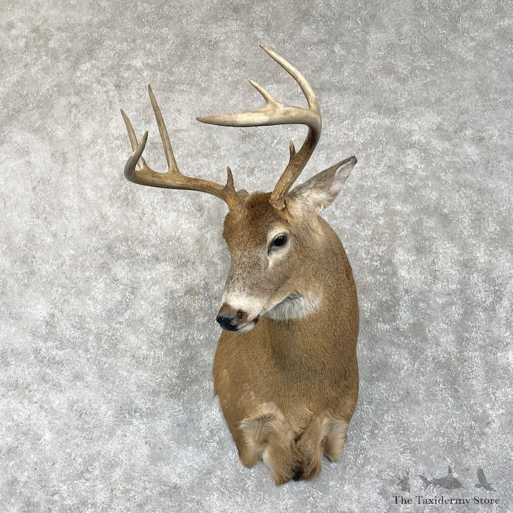 Whitetail Deer Shoulder Mount For Sale #28077 - The Taxidermy Store