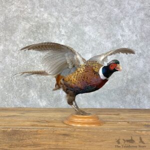 Ringneck Pheasant Bird Mount For Sale #23970 @ The Taxidermy Store