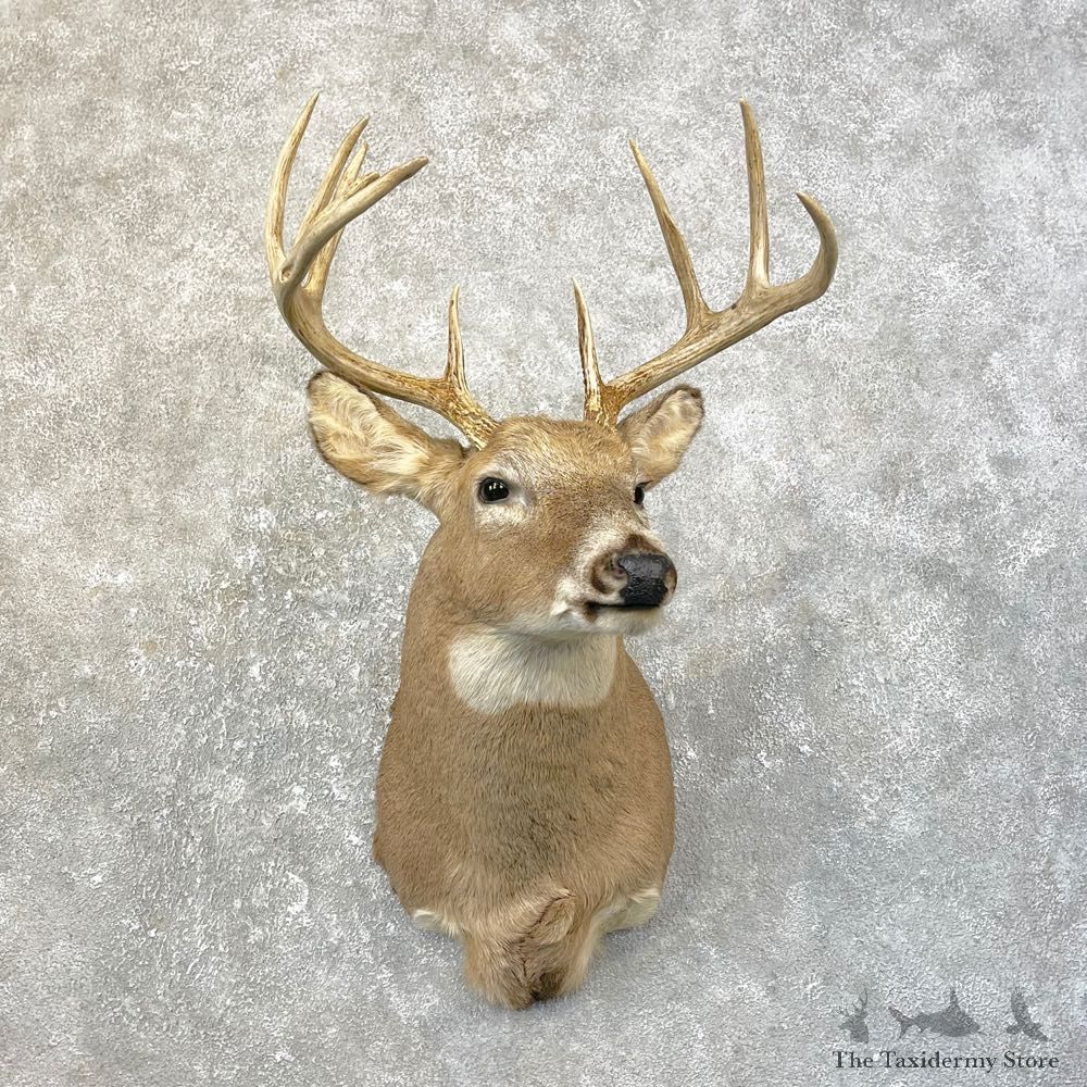 Whitetail Deer Taxidermy Shoulder Mount For Sale #25180 @ The Taxidermy Store