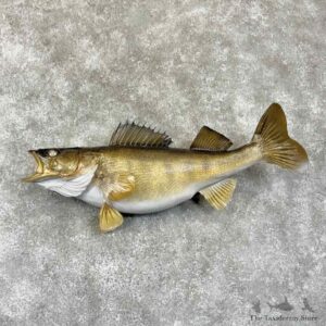 Walleye Fish Mount For Sale #30743 @ The Taxidermy Store