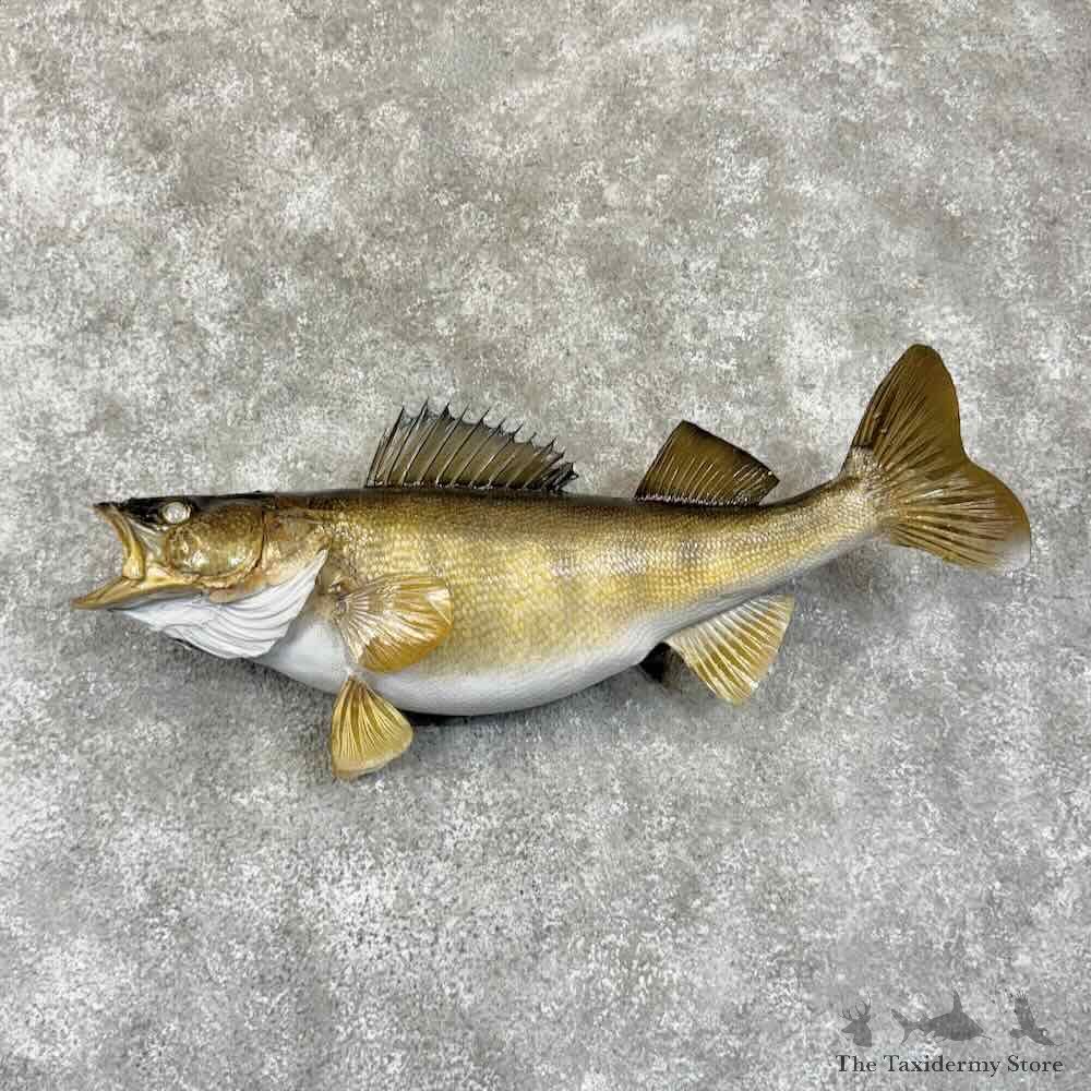 Walleye Fish Mount For Sale #30743 @ The Taxidermy Store