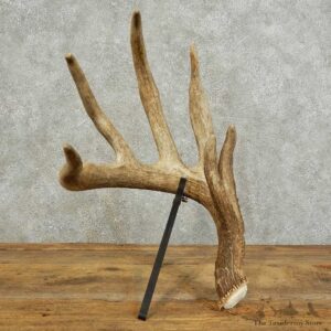 Whitetail Deer Antler Shed For Sale #16024 @ The Taxidermy Store